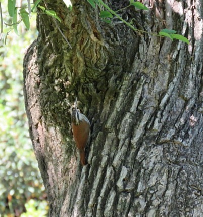 Narrow-billed Woodcreeper - ML644225583