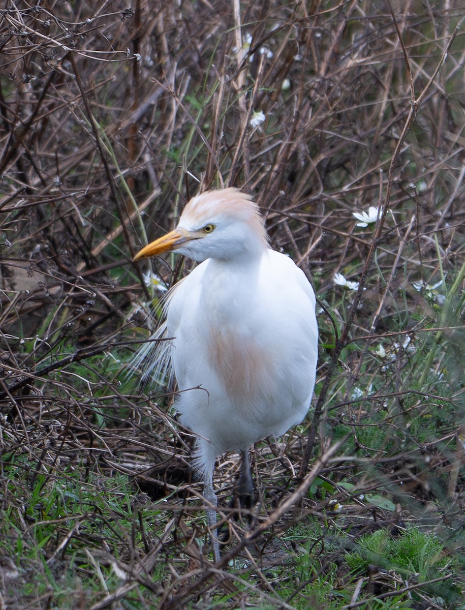 Airone guardabuoi - ML644225594