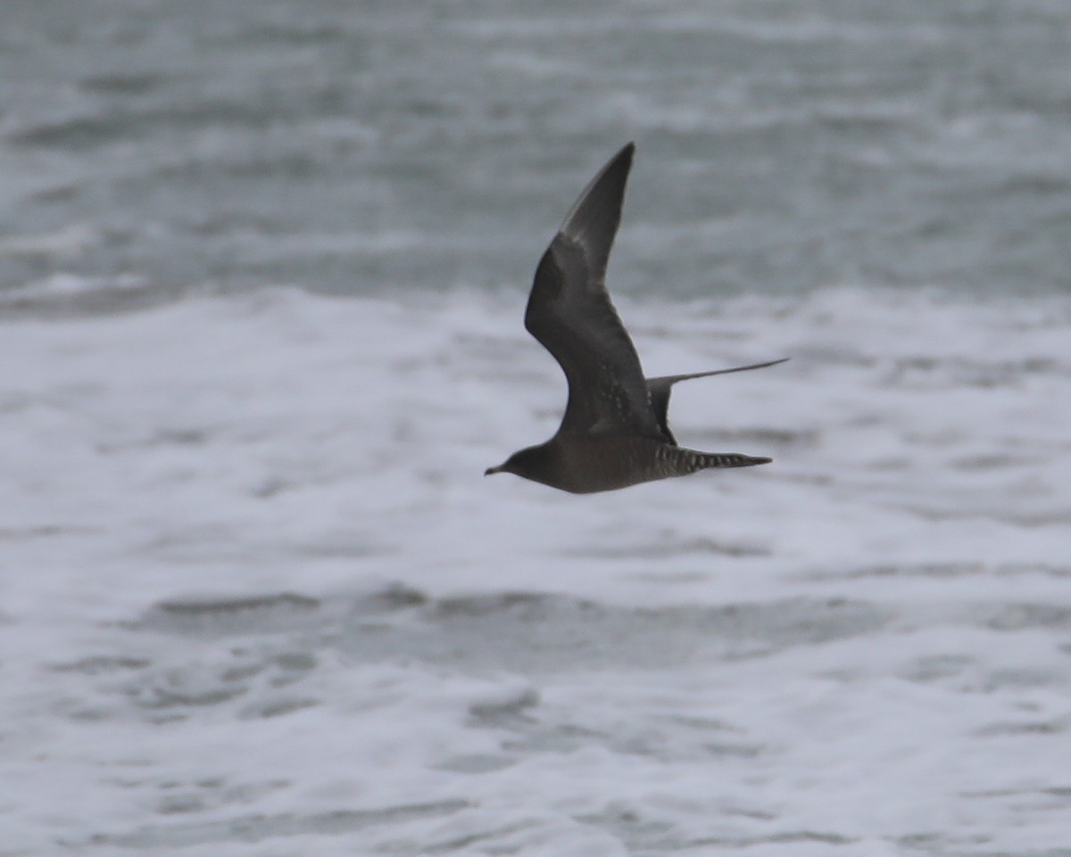 Long-tailed Jaeger - ML644225596