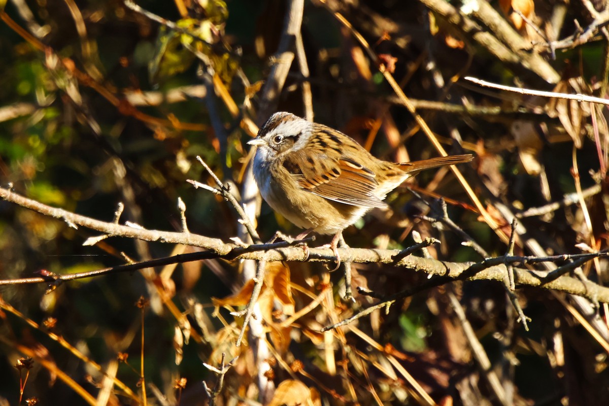 Swamp Sparrow - ML644225605