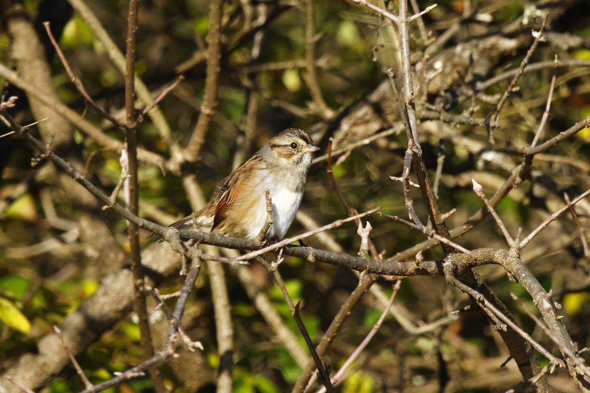 Swamp Sparrow - ML644225606