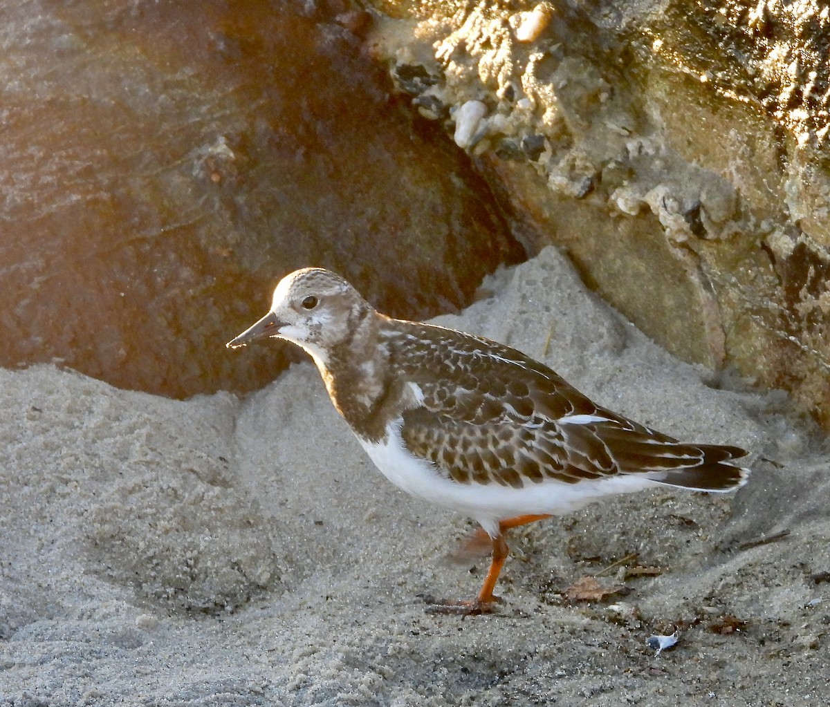 Ruddy Turnstone - ML644225608