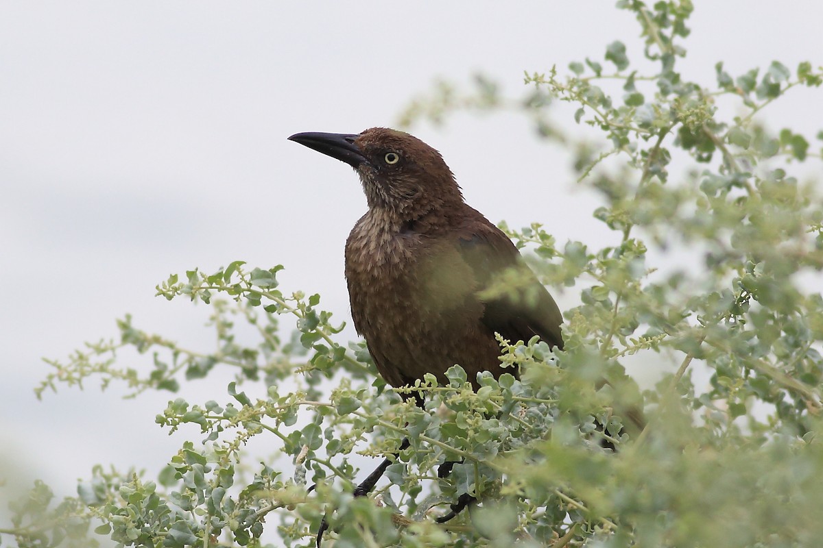 Great-tailed Grackle - ML64422561
