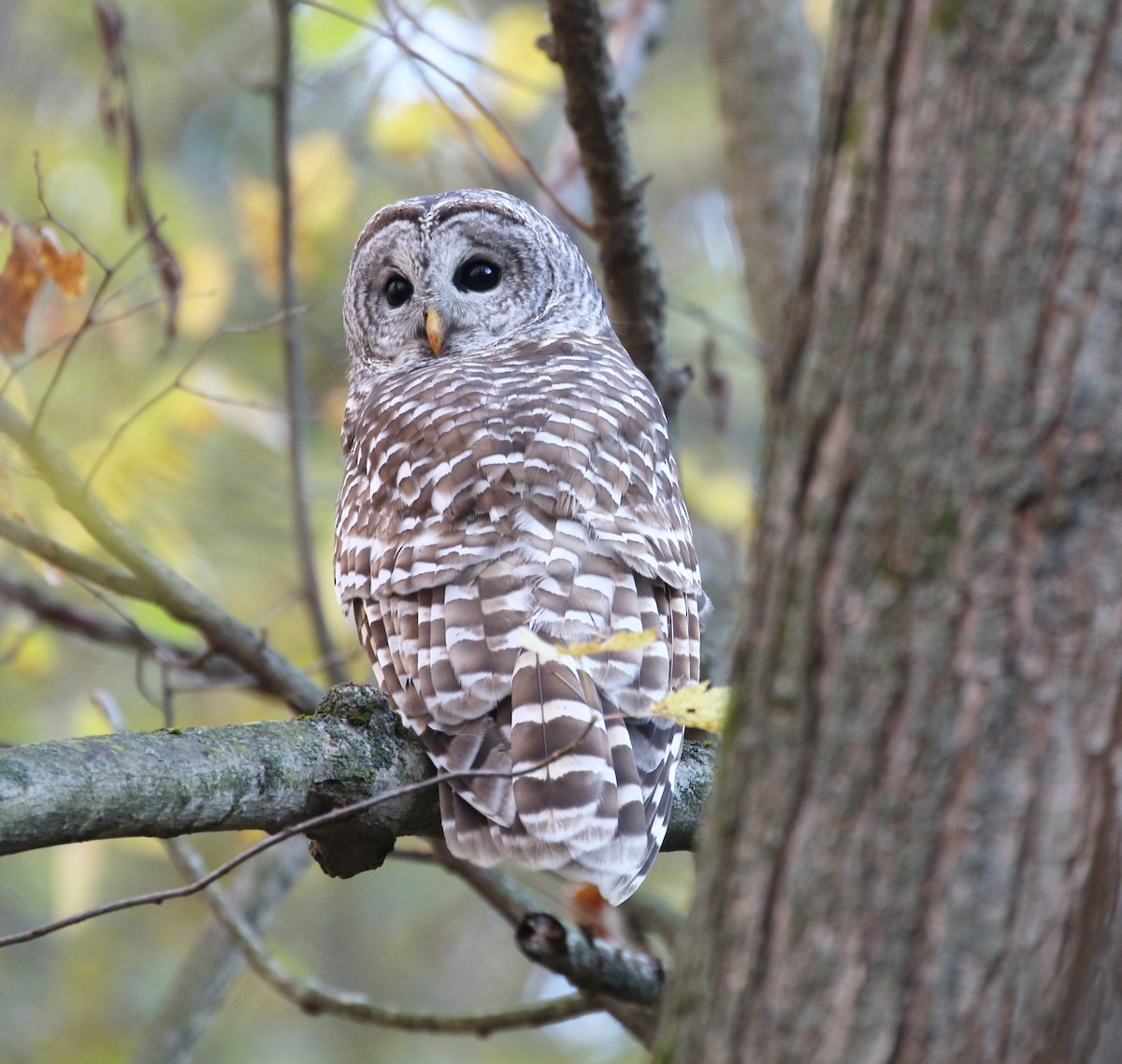 Barred Owl - ML644225646