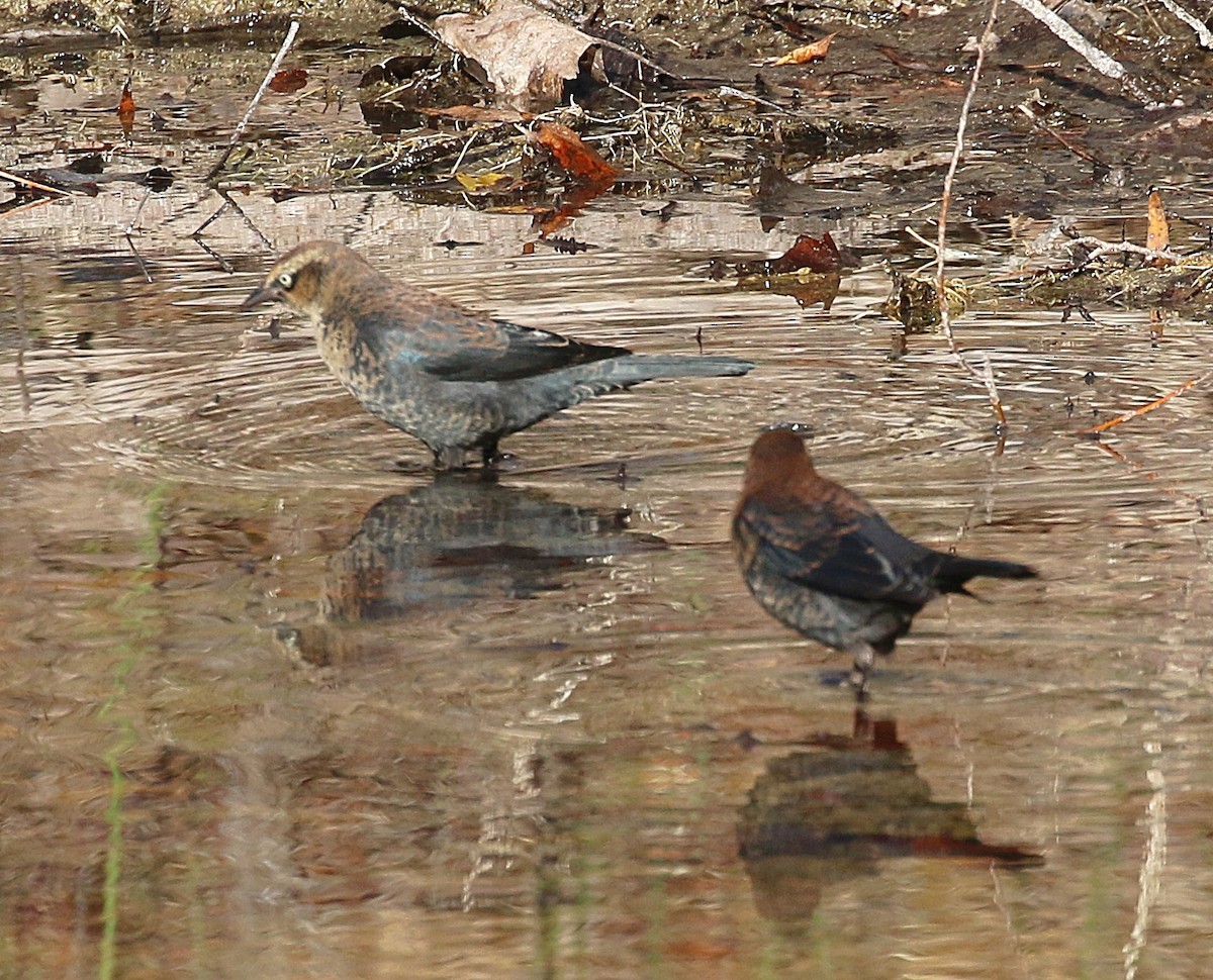 Rusty Blackbird - ML644225649
