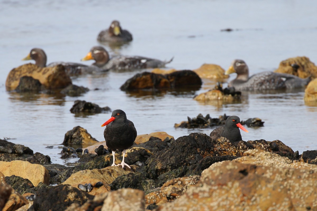 Blackish Oystercatcher - ML644225657