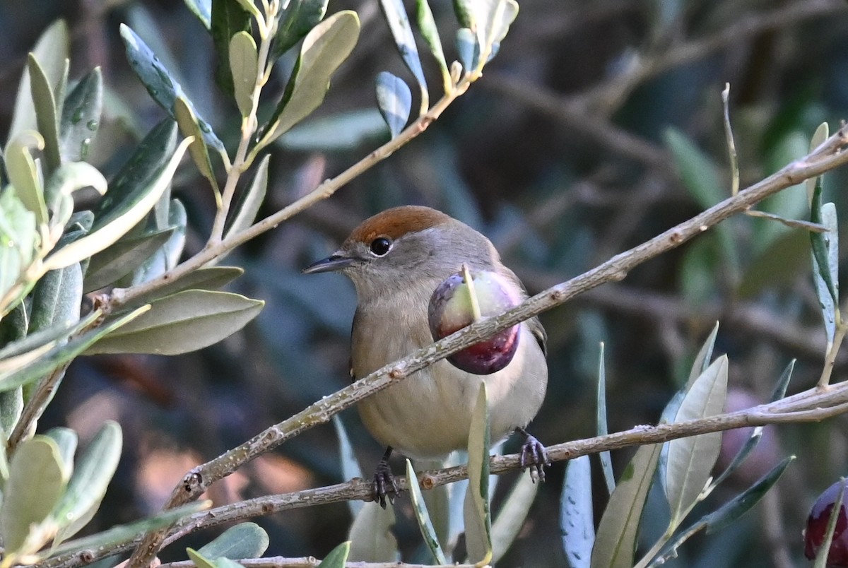 pěnice černohlavá - ML644225666