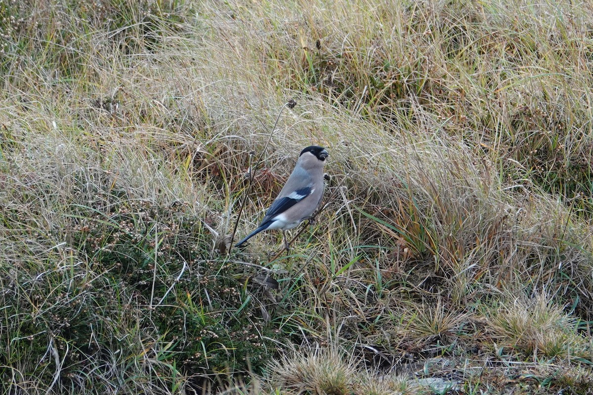 歐亞鷽 - ML644225670