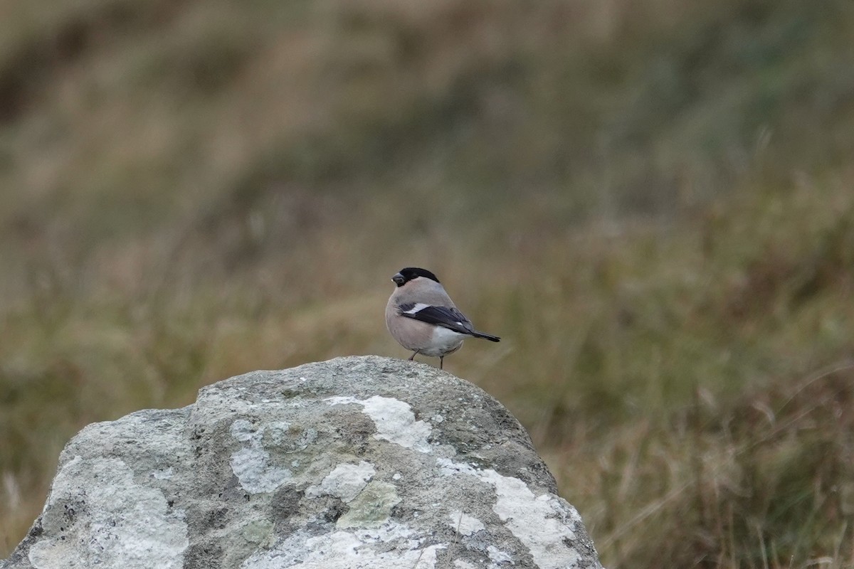 歐亞鷽 - ML644225684