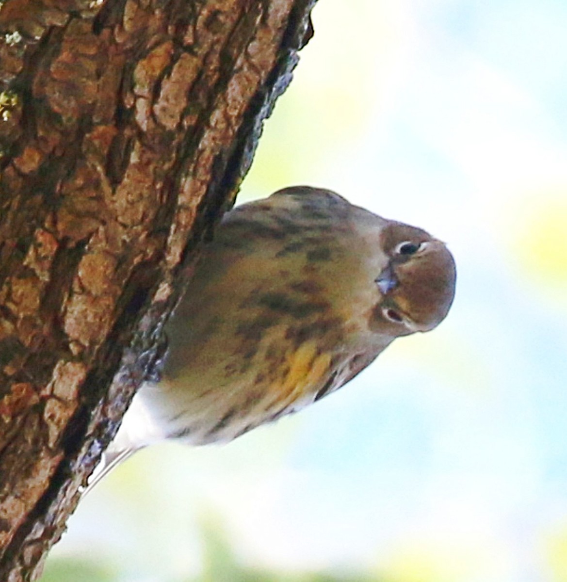 Yellow-rumped Warbler - ML644225688