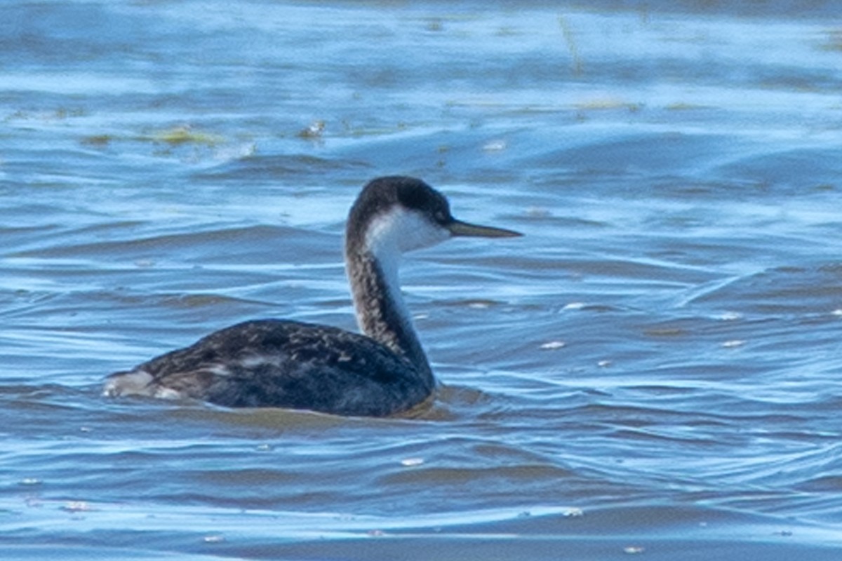 Western Grebe - ML644225689