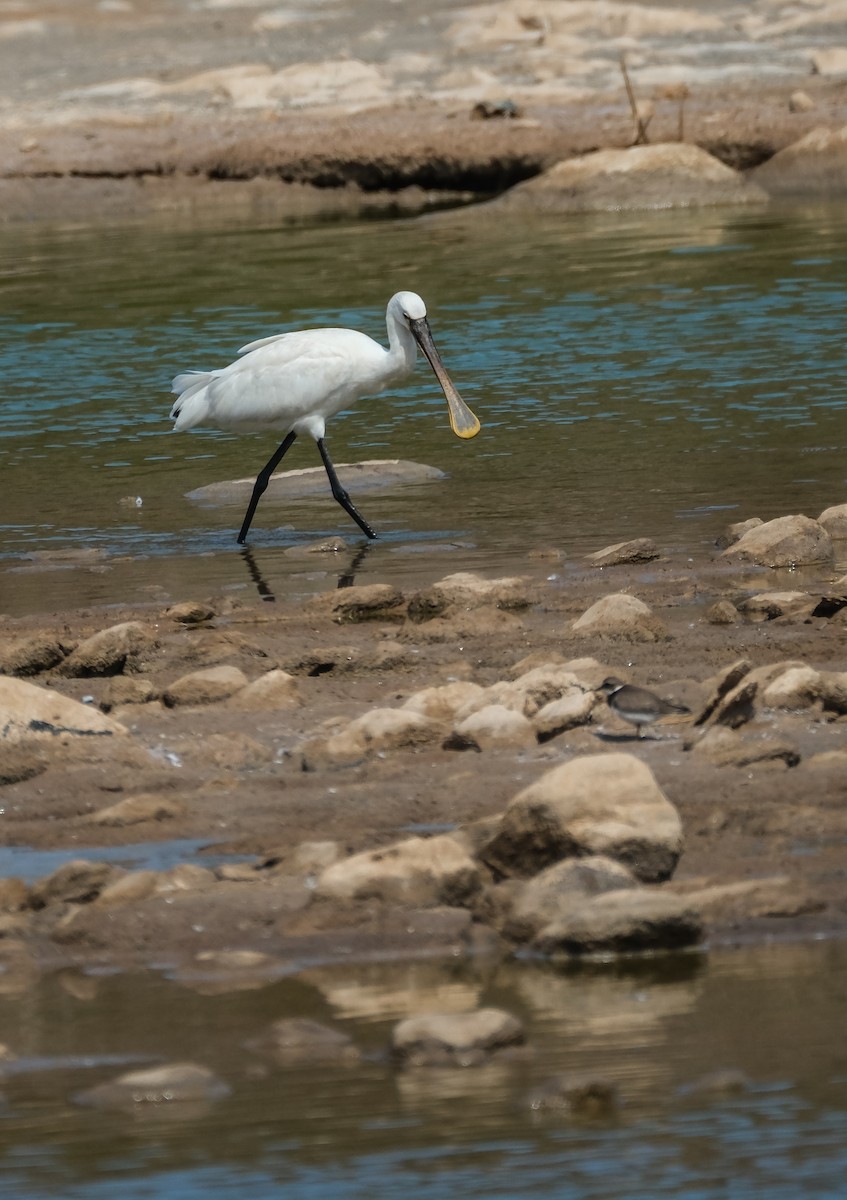 Eurasian Spoonbill - ML644225709