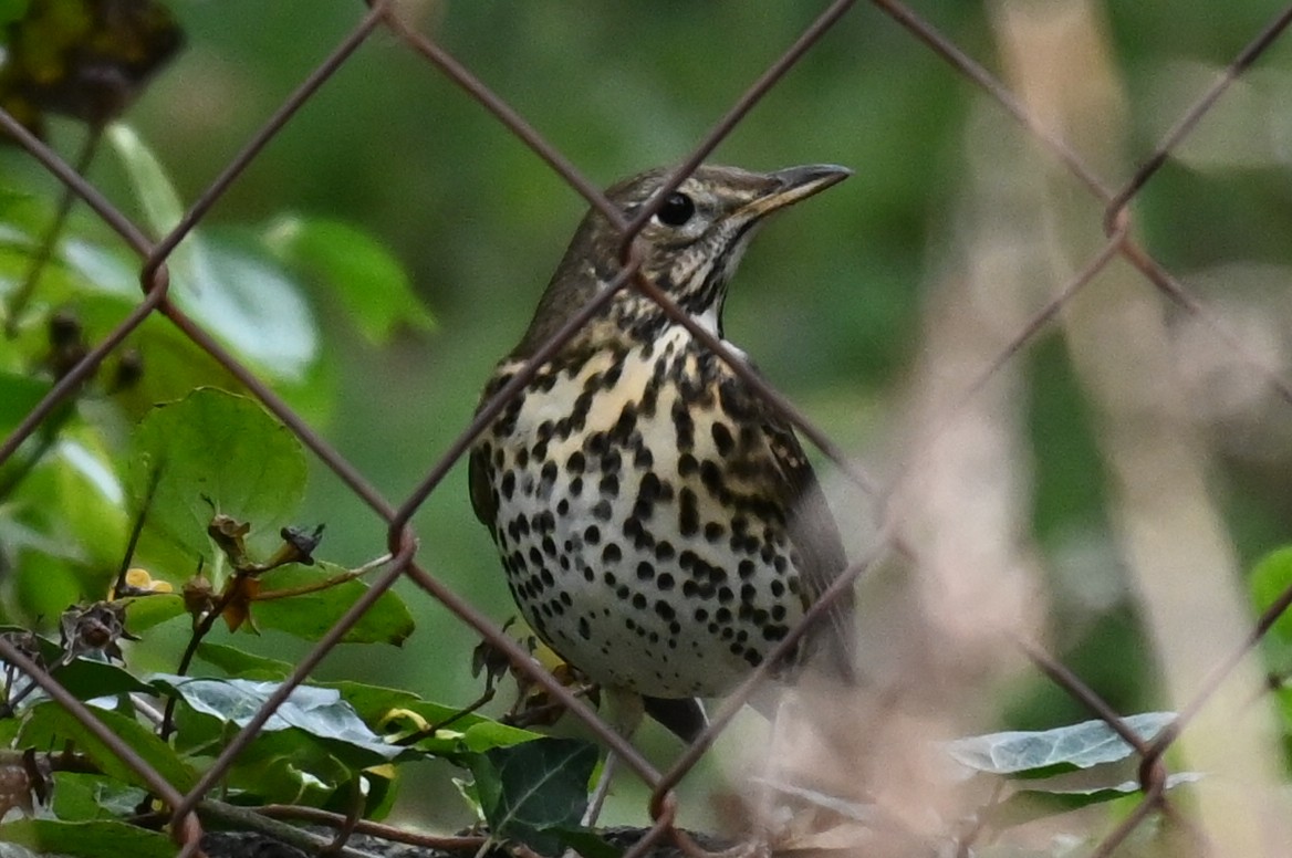 drozd zpěvný - ML644225713