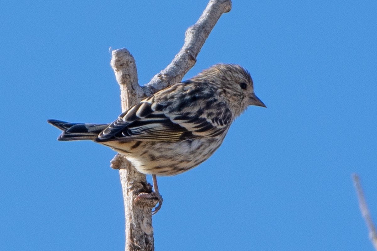 Pine Siskin - ML644225717