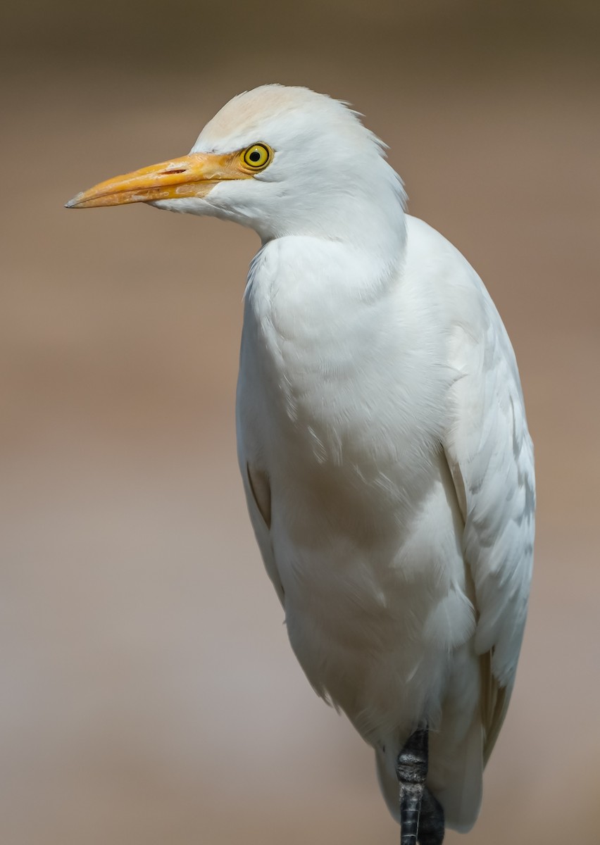 Western Cattle-Egret - ML644225731