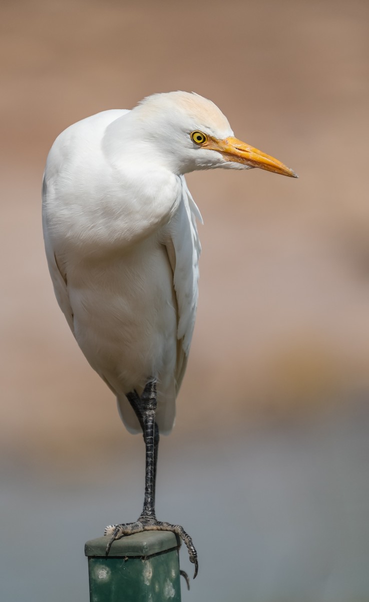 Western Cattle-Egret - ML644225732