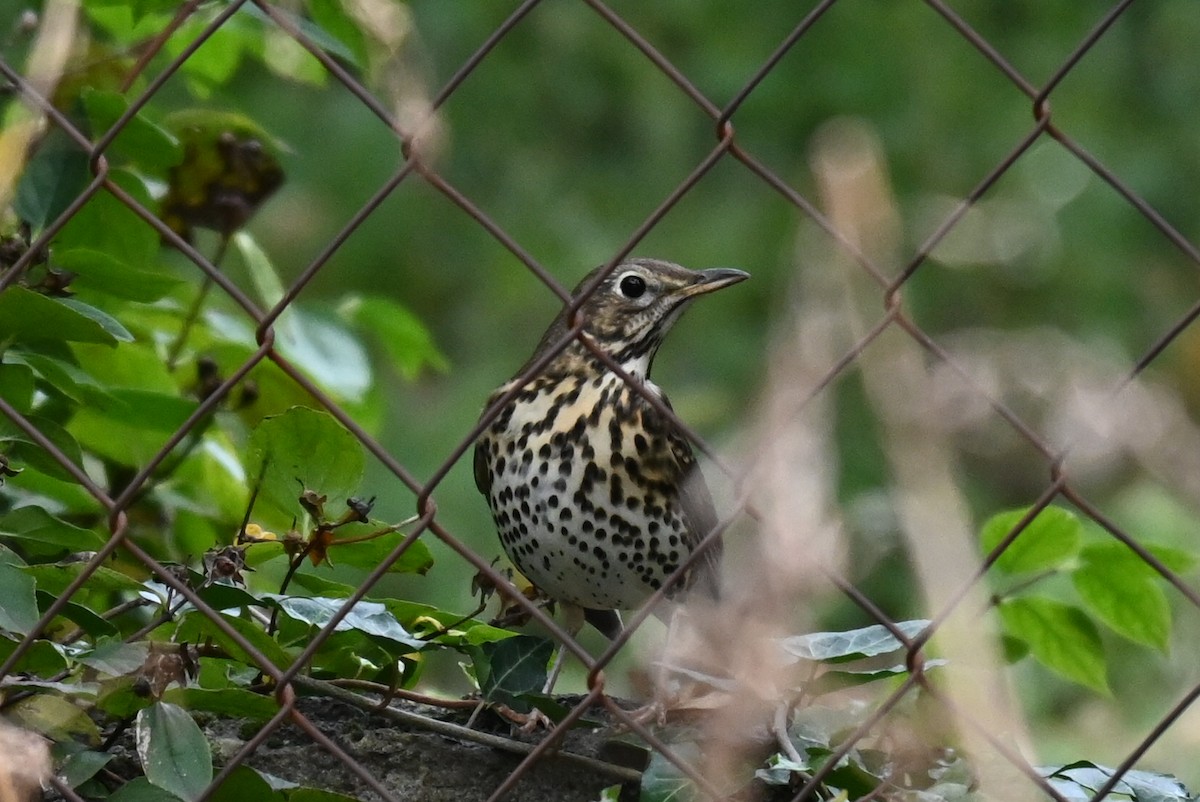 drozd zpěvný - ML644225733