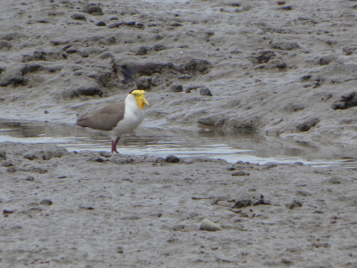 Masked Lapwing (Masked) - ML644225736