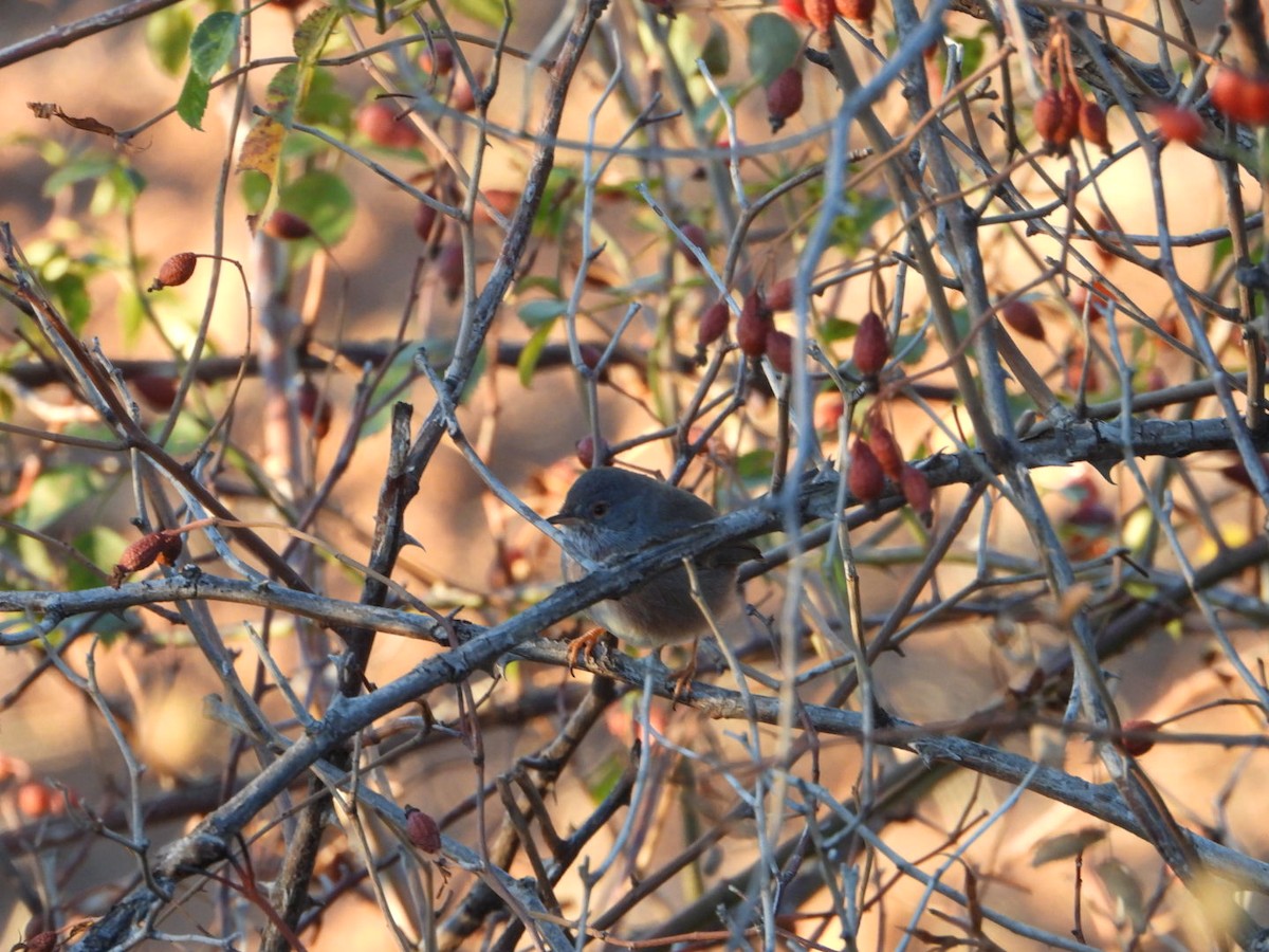 Magnanina comune - ML644225737