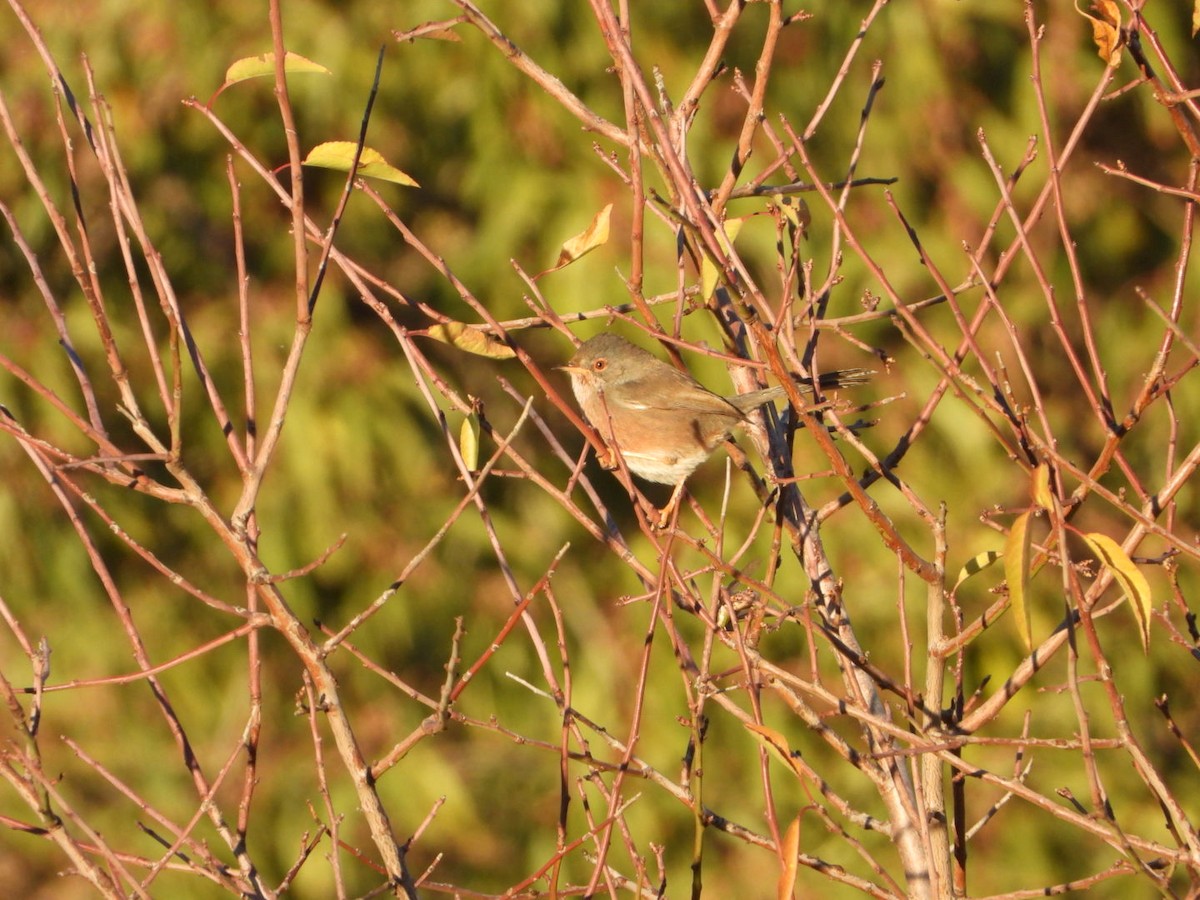 Magnanina comune - ML644225738