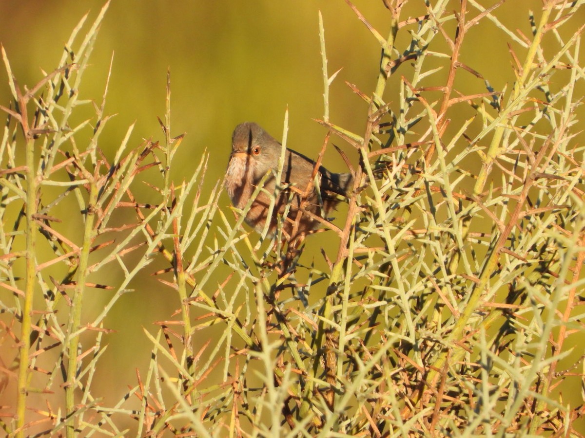 Magnanina comune - ML644225739