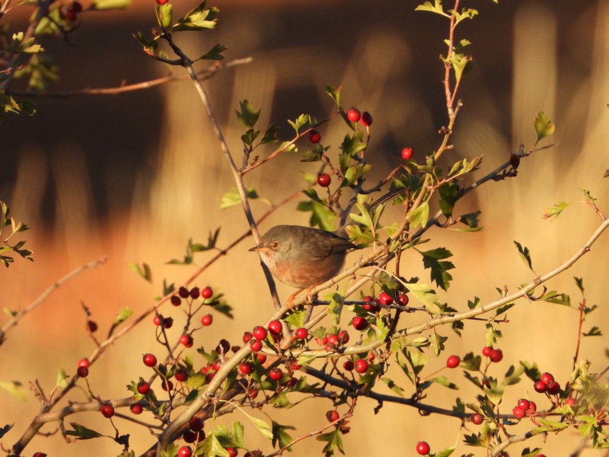 Magnanina comune - ML644225740