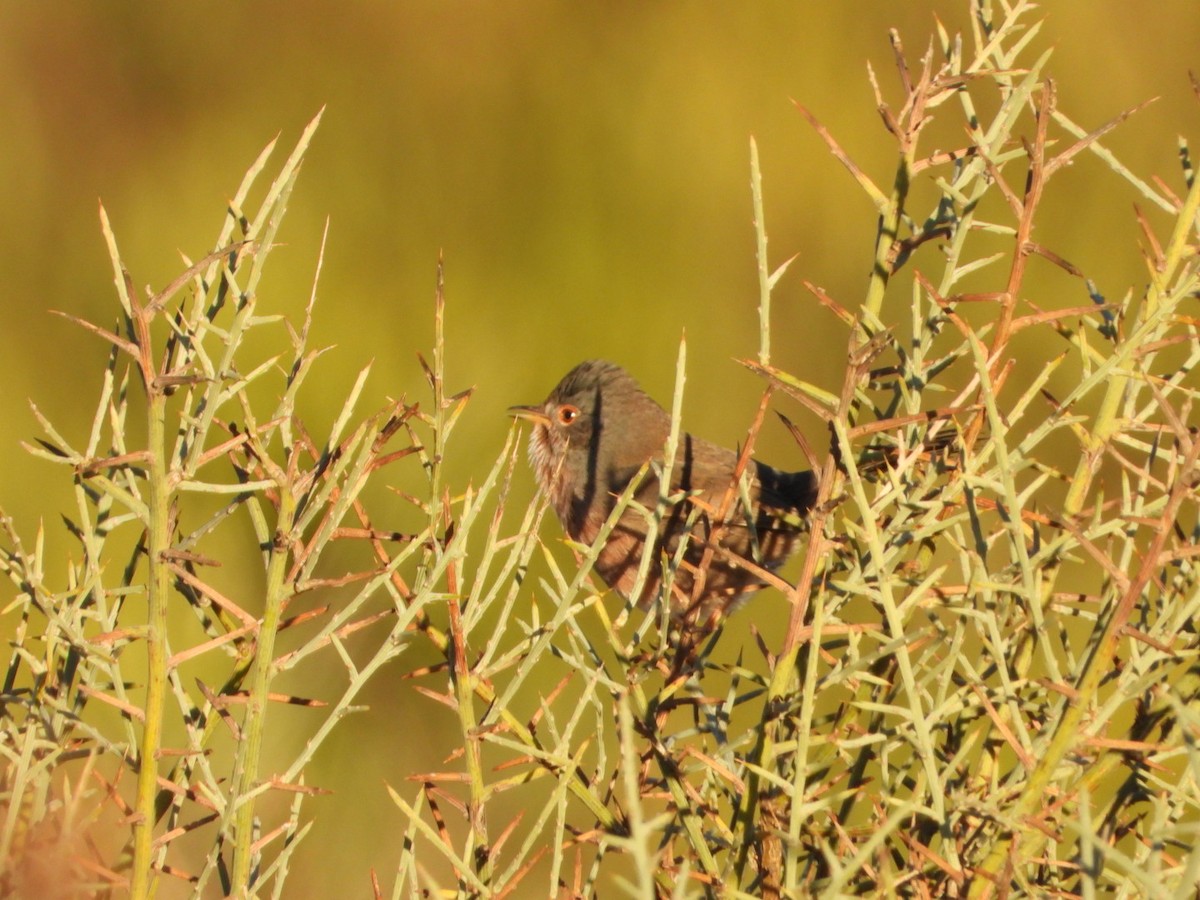 Magnanina comune - ML644225741