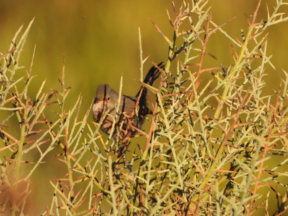 Magnanina comune - ML644225742