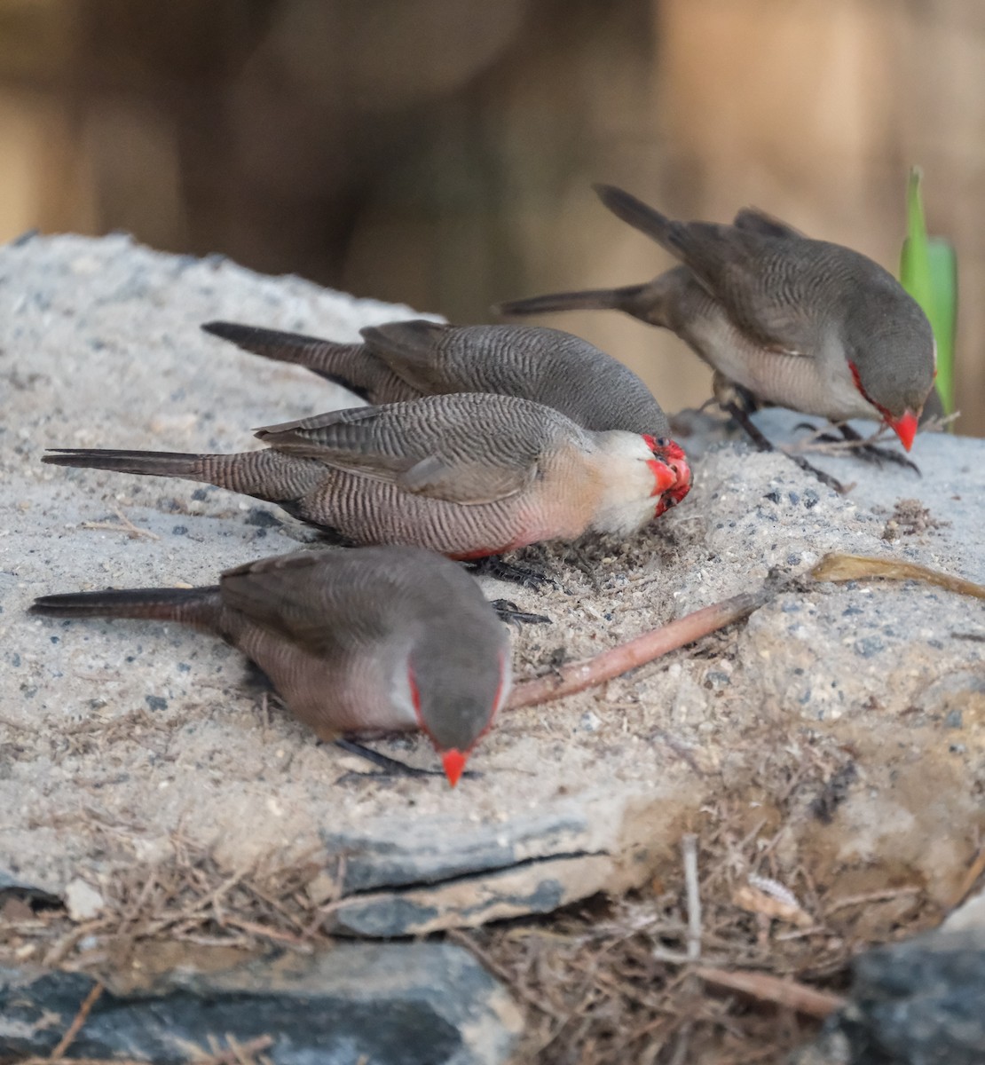 Common Waxbill - ML644225755