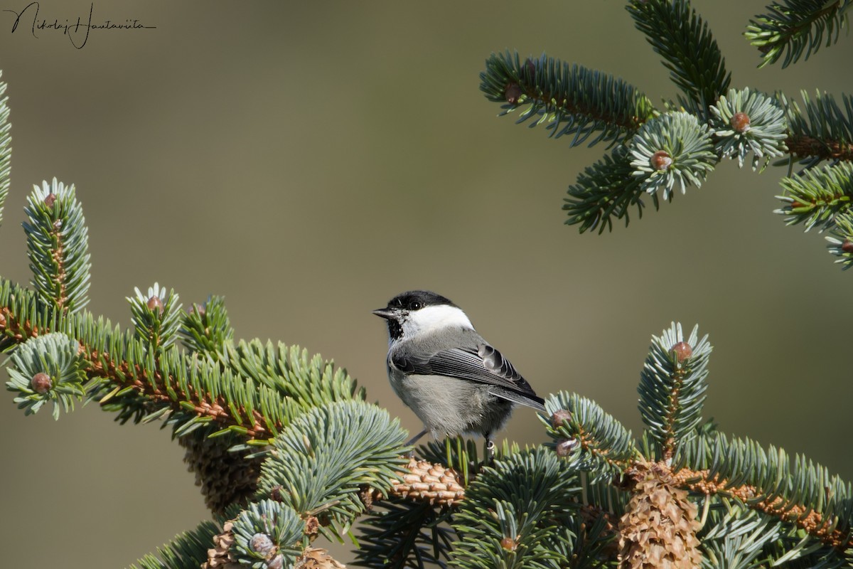 Mésange boréale - ML644225763