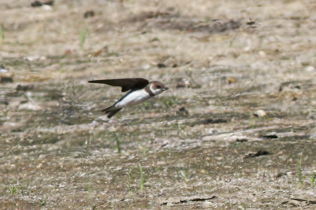 Uhalde-enara arrunta - ML644225766