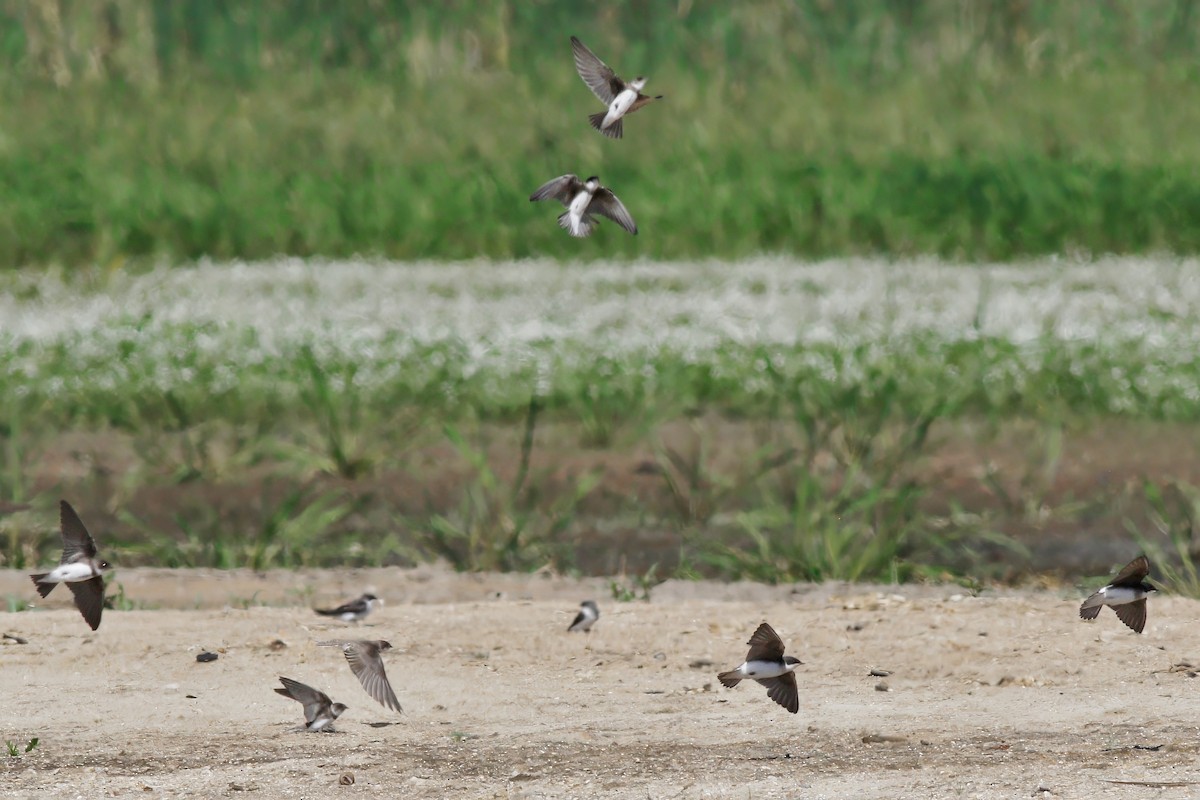 Uhalde-enara arrunta - ML644225769