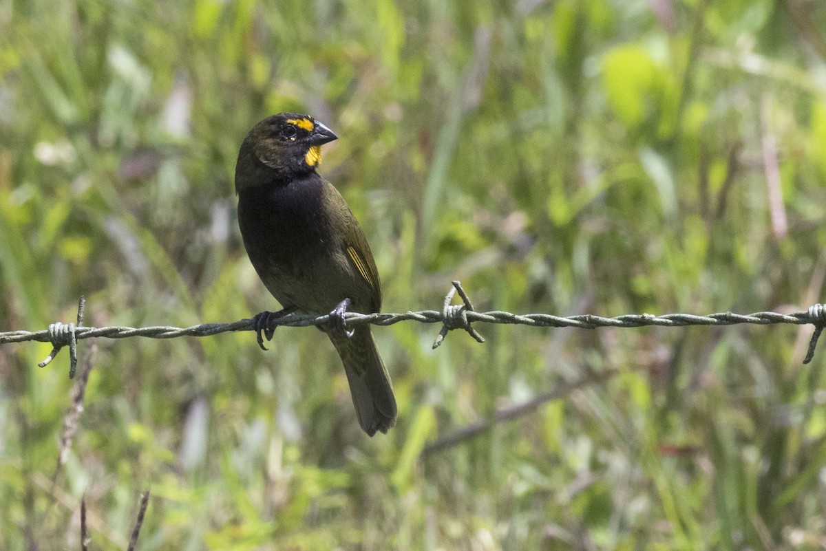 Yellow-faced Grassquit - ML644225775