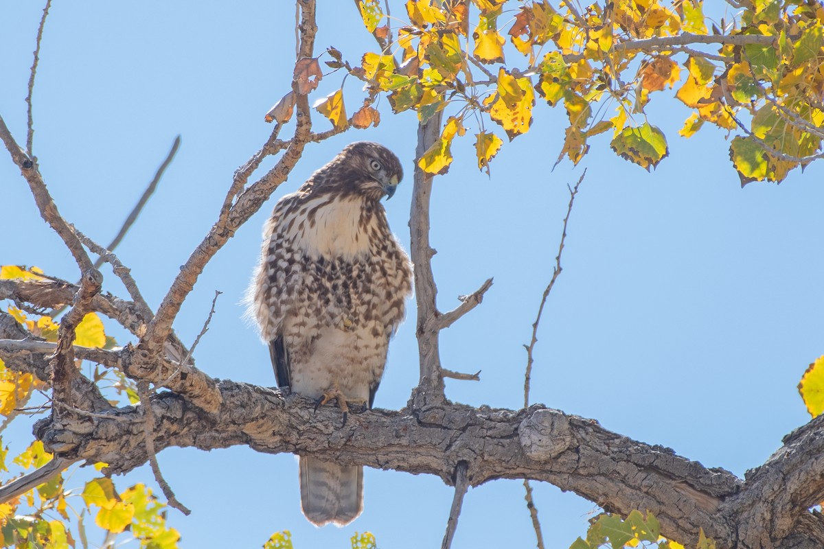 Red-tailed Hawk - ML644225776