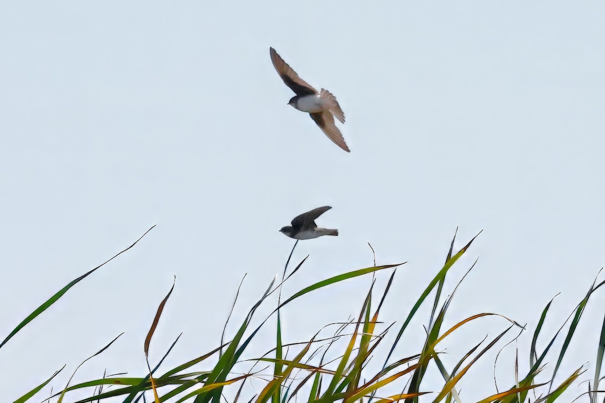 Uhalde-enara arrunta - ML644225777