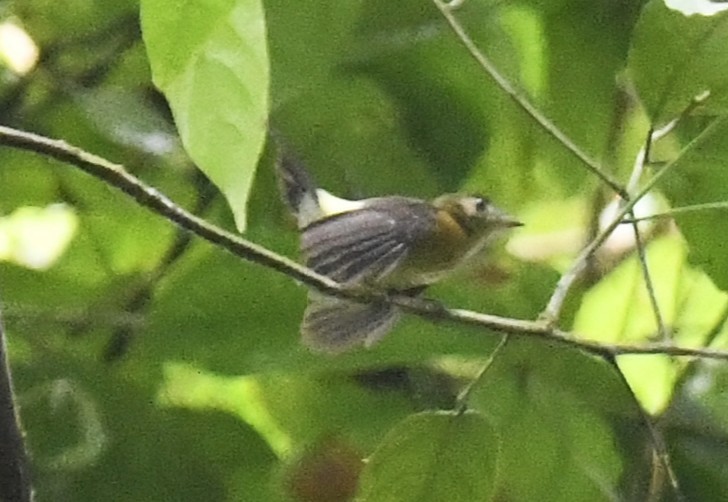 tyranovec sírovokostřecový - ML644225780