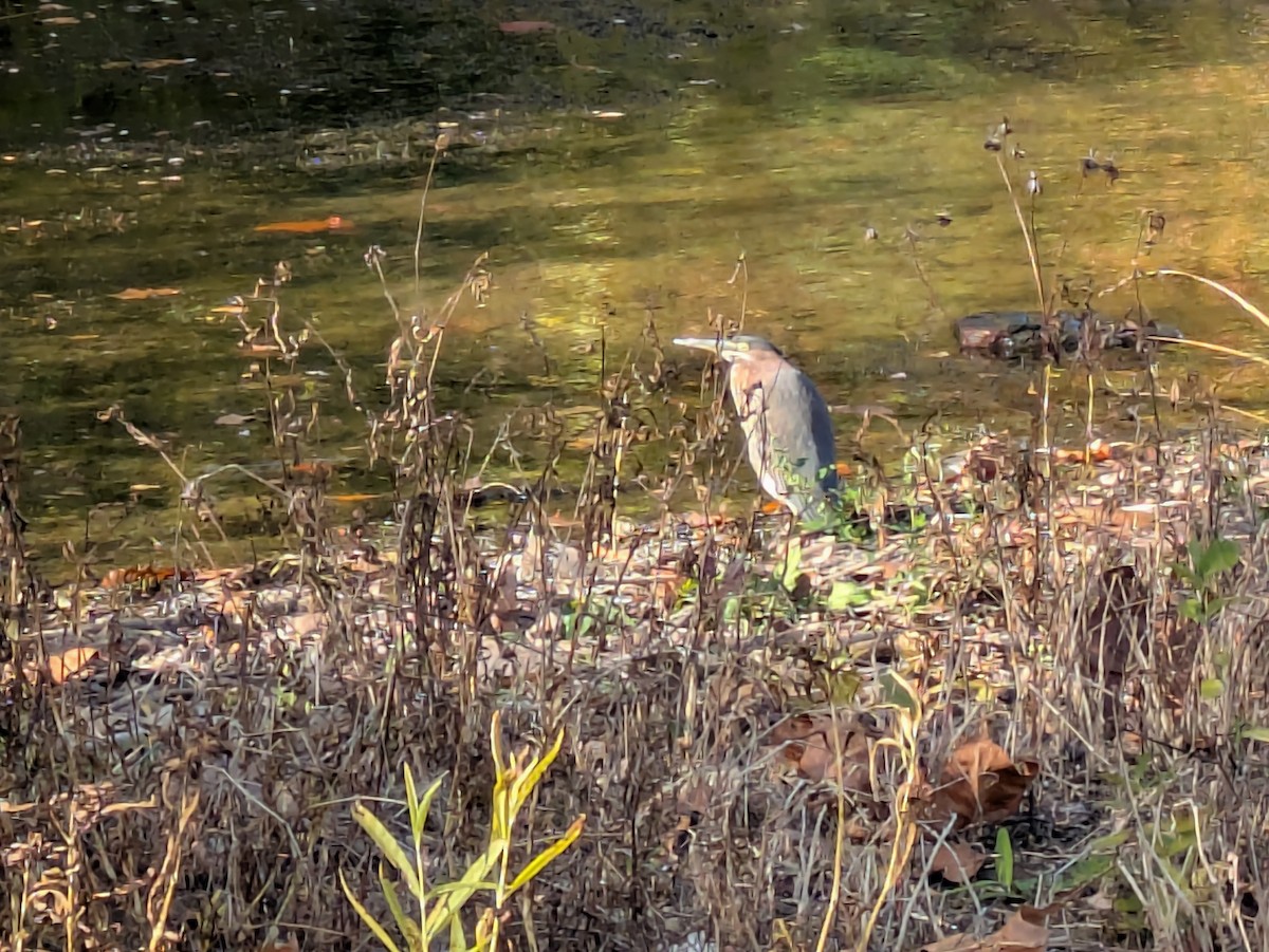 volavka zelenavá - ML644225803