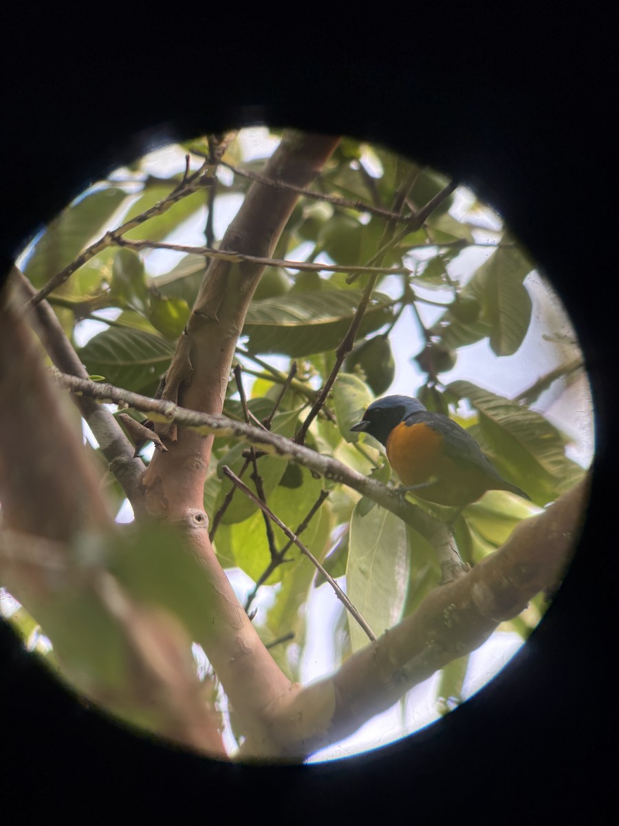 ルリゴシサンショクフウキンチョウ - ML644225815