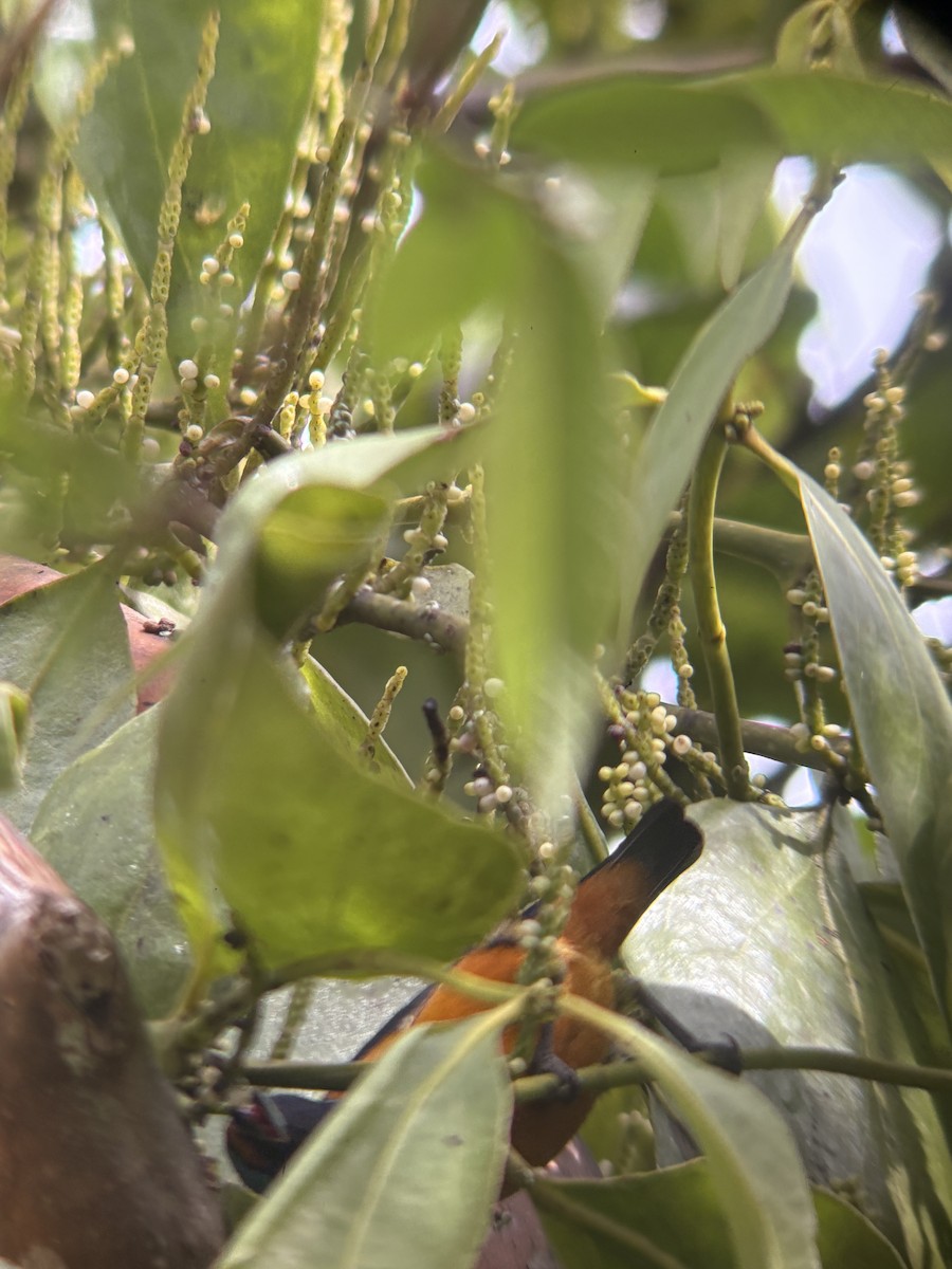 ルリゴシサンショクフウキンチョウ - ML644225816