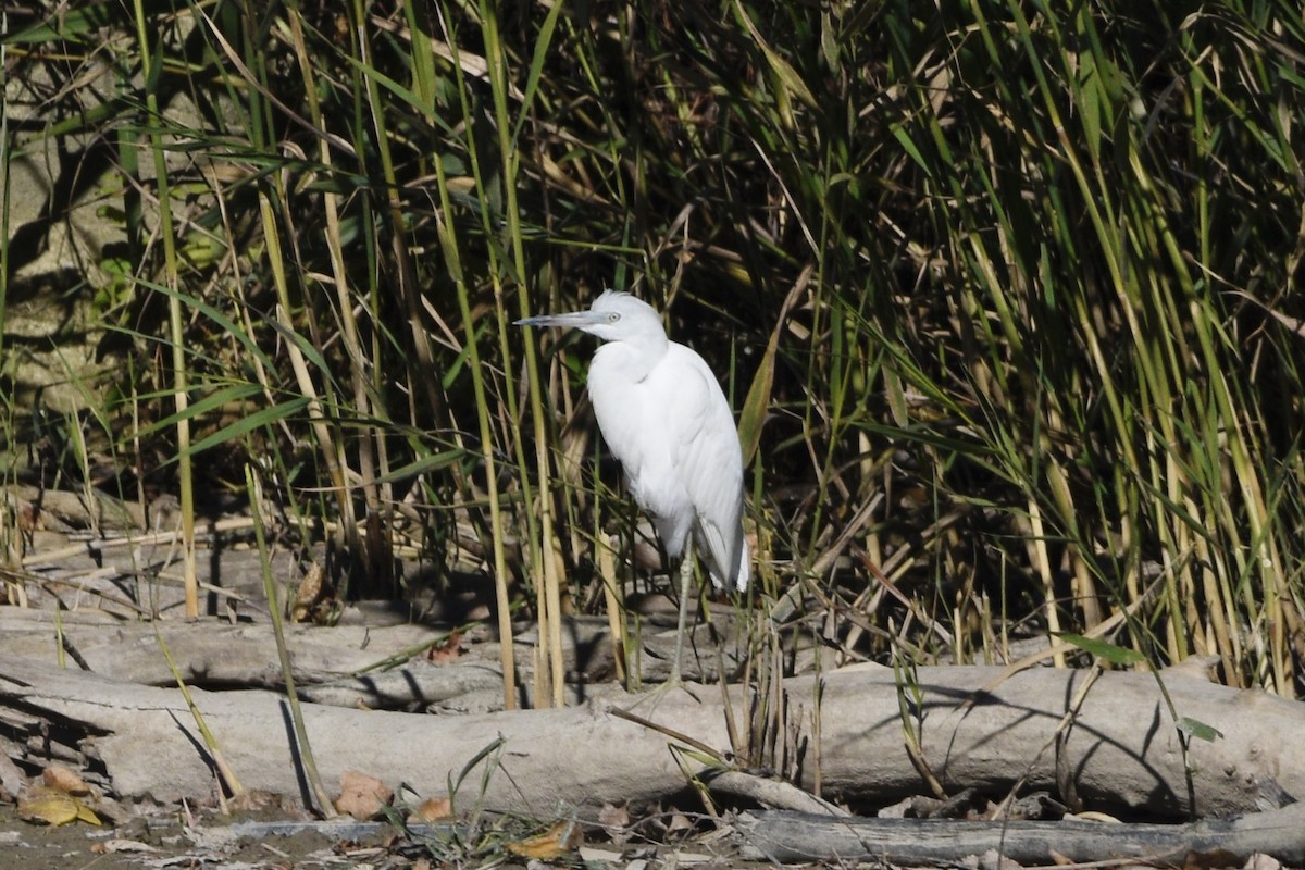 Little Blue Heron - ML644225820