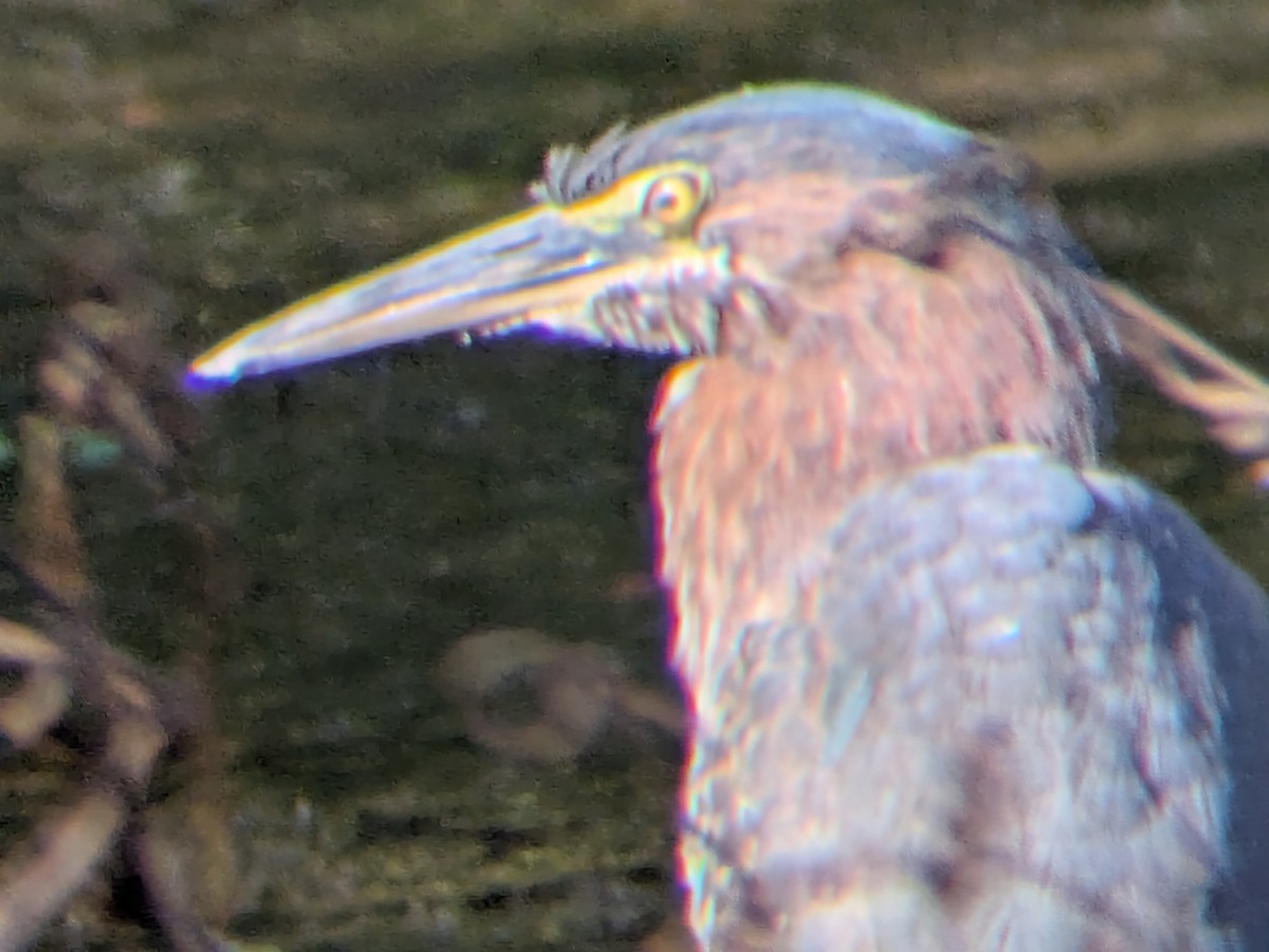 volavka zelenavá - ML644225832