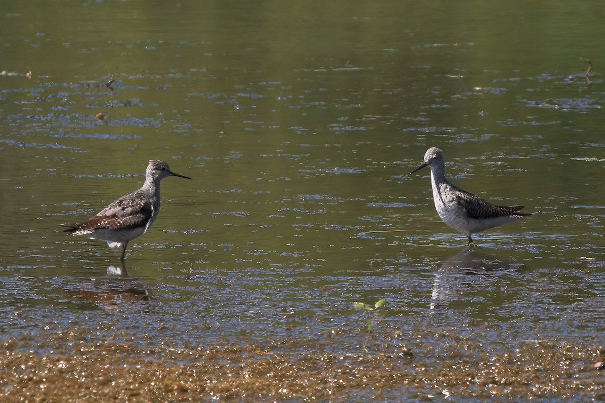 Lesser Yellowlegs - ML644225842