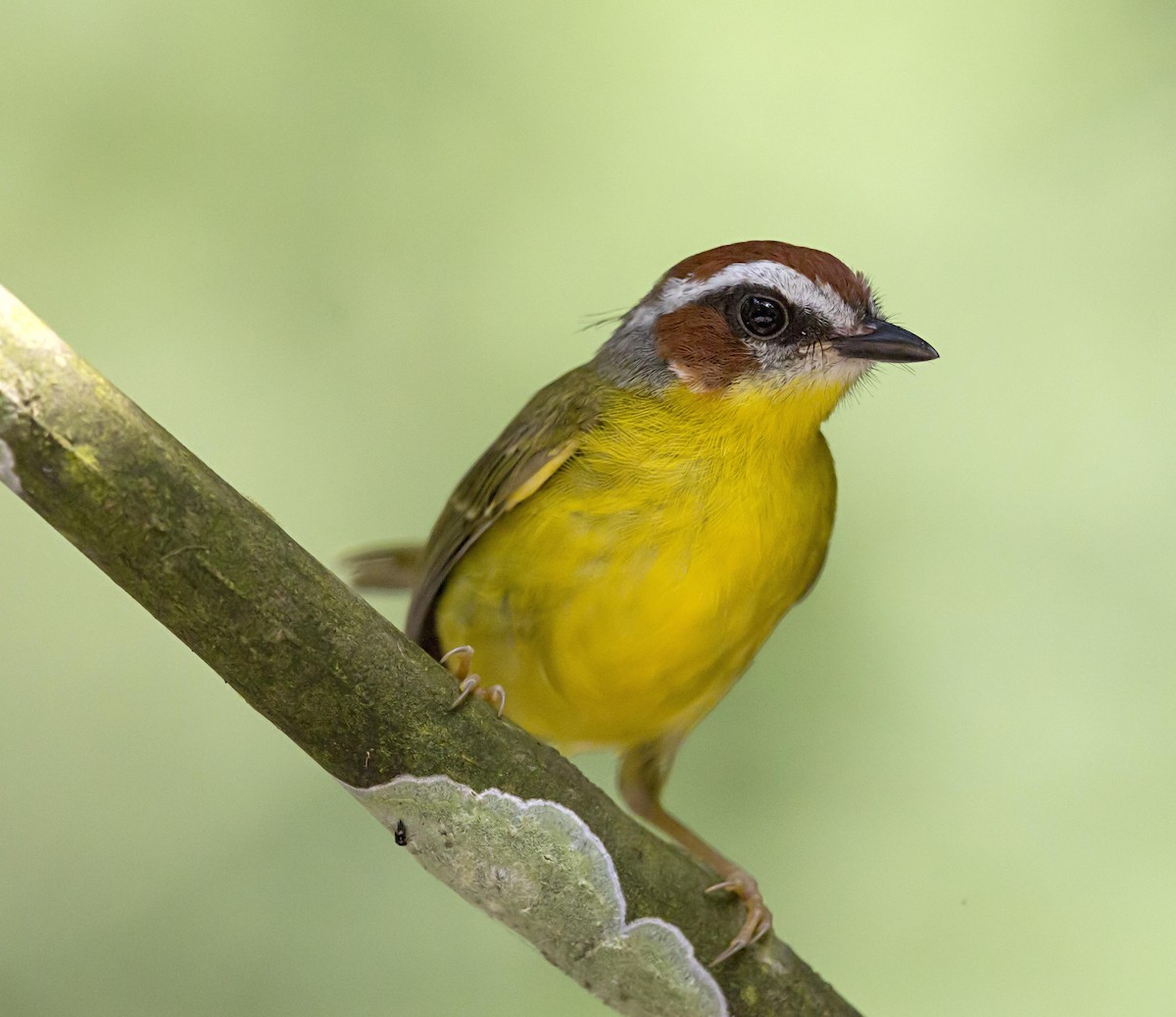 Chestnut-capped Warbler - ML644225854