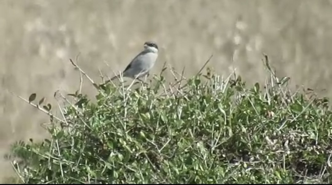 ヨーロッパオオモズ（elegans グループ） - ML644225899