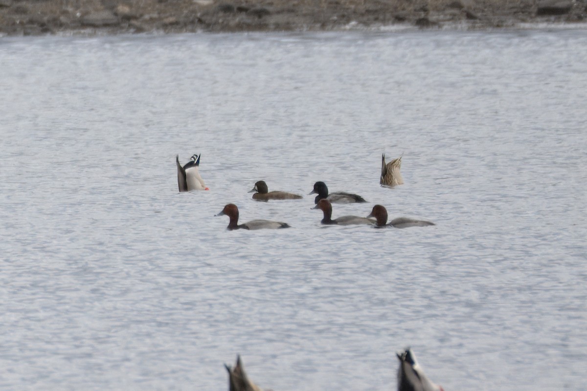 Fuligule à tête rouge - ML644225900