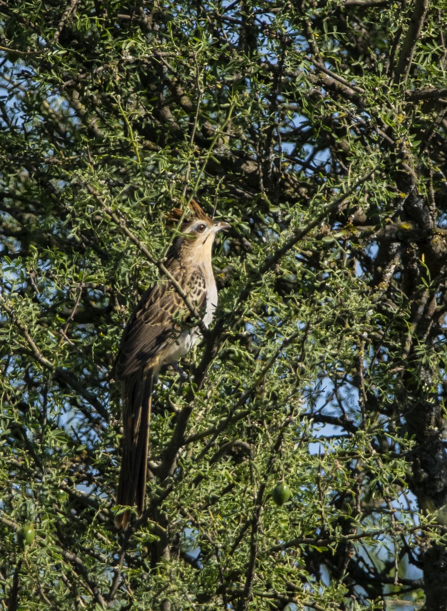 Striped Cuckoo - ML644225926