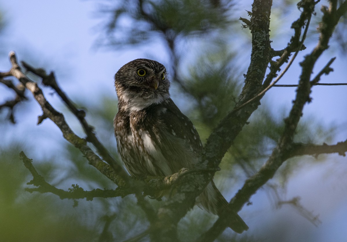 Ferruginous Pygmy-Owl - ML644225946