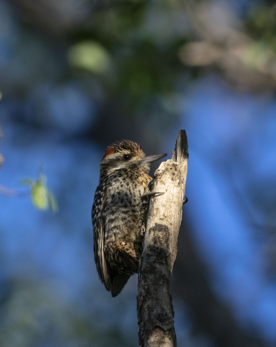 Checkered Woodpecker - ML644225951