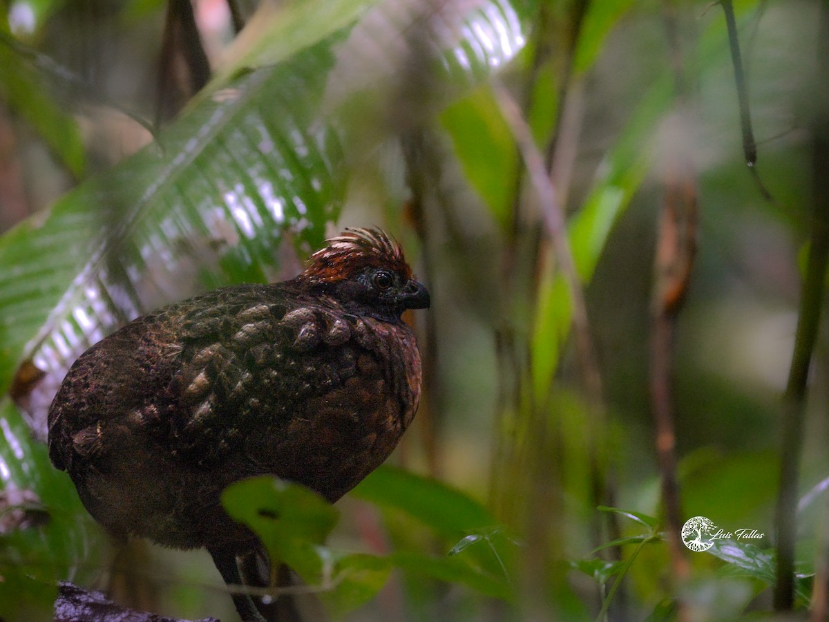 Tocro à face noire - ML644225958