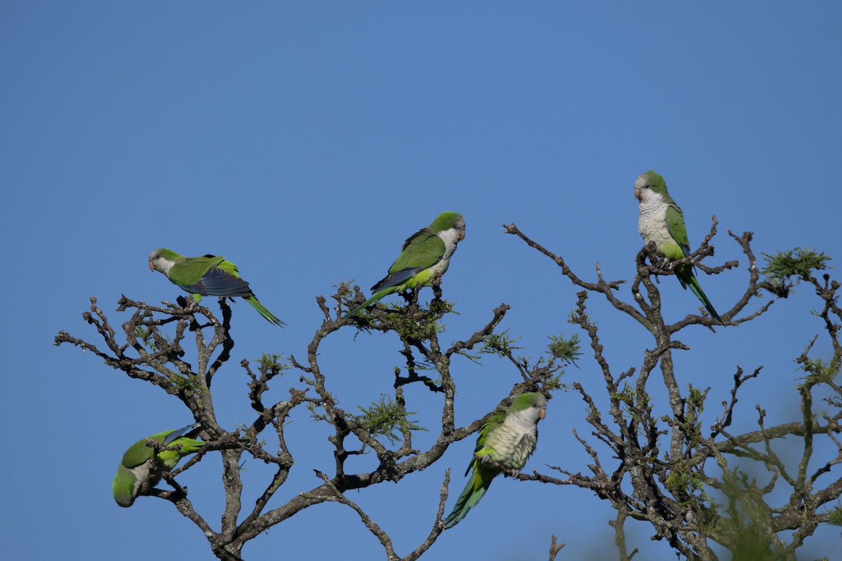 和尚鸚鵡 - ML644225967